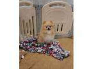 Pomeranian Puppy for sale in Nevada, TX, USA