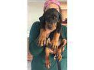 Doberman Pinscher Puppy for sale in New Hampton, NY, USA
