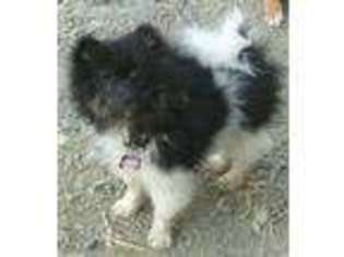 Pomeranian Puppy for sale in Riddle, OR, USA