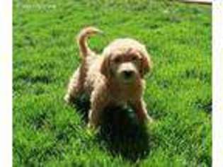 Goldendoodle Puppy for sale in Cedar City, UT, USA