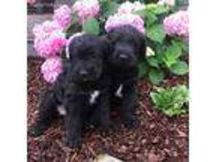 Schnoodle (Standard) Puppy for sale in Carterville, IL, USA
