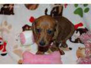 Dachshund Puppy for sale in Kingsland, TX, USA