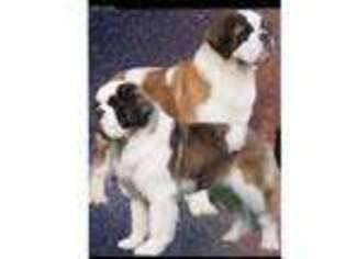 Saint Bernard Puppy for sale in Holly Hill, SC, USA