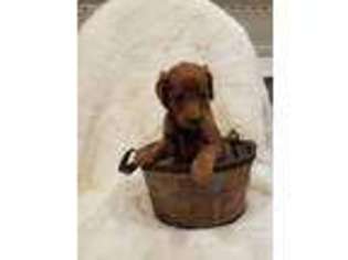 Goldendoodle Puppy for sale in Indianapolis, IN, USA