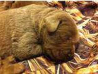 Labrador Retriever Puppy for sale in BRUCE, MS, USA