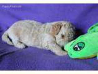 Goldendoodle Puppy for sale in Swanton, OH, USA