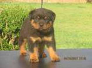 Rottweiler Puppy for sale in Newnan, GA, USA