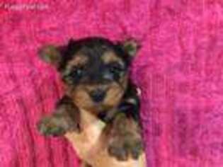 Yorkshire Terrier Puppy for sale in Auburn, WA, USA