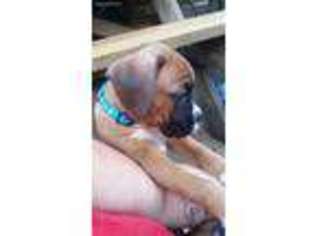 Boxer Puppy for sale in Plattsburgh, NY, USA