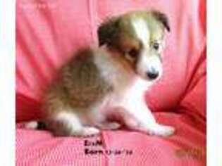 Shetland Sheepdog Puppy for sale in Round Mountain, TX, USA