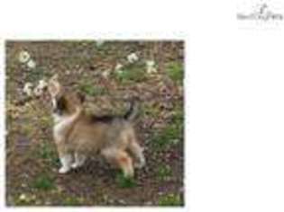 Collie Puppy for sale in Little Rock, AR, USA