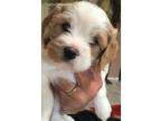 Cavapoo Puppy for sale in Camarillo, CA, USA