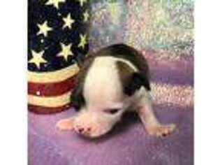 Chihuahua Puppy for sale in Lanagan, MO, USA