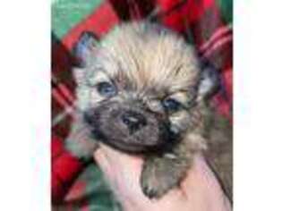 Pomeranian Puppy for sale in Fletcher, OK, USA