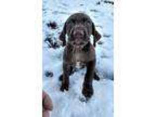 German Shorthaired Pointer Puppy for sale in Nezperce, ID, USA