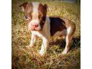 Boston Terrier Puppy for sale in Belleville, MI, USA