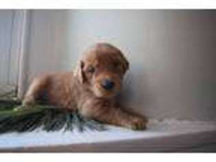 Goldendoodle Puppy for sale in Downingtown, PA, USA