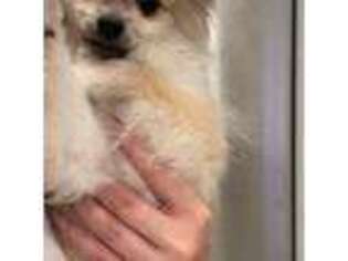 Pomeranian Puppy for sale in Encino, CA, USA