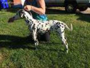 Dalmatian Puppy for sale in Norfolk, VA, USA