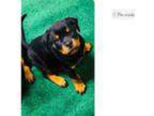 Rottweiler Puppy for sale in Birmingham, AL, USA