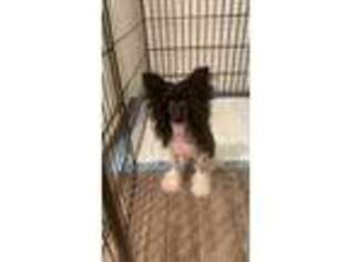 Chinese Crested Puppy for sale in Rialto, CA, USA