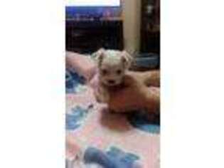 Maltese Puppy for sale in Charleston, WV, USA