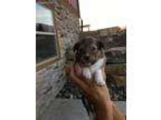 Shetland Sheepdog Puppy for sale in Eureka, MT, USA