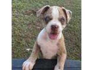 Alapaha Blue Blood Bulldog Puppy for sale in Auburn, AL, USA