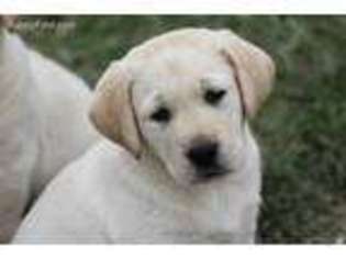 Labrador Retriever Puppy for sale in Beaverdam, VA, USA