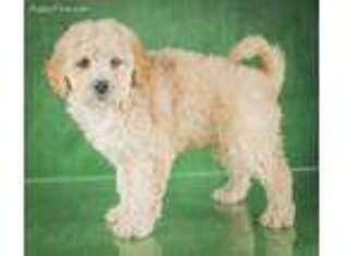 Goldendoodle Puppy for sale in East Sparta, OH, USA