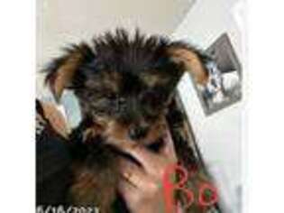 Yorkshire Terrier Puppy for sale in Beachwood, NJ, USA