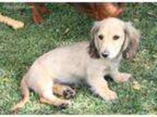 Dachshund Puppy for sale in Maricopa, CA, USA