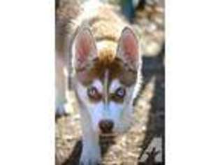 Siberian Husky Puppy for sale in NORFOLK, VA, USA