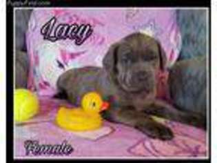 Cane Corso Puppy for sale in Nottingham, PA, USA
