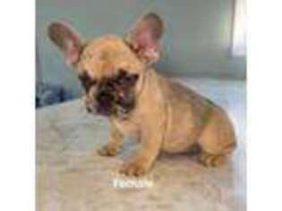 French Bulldog Puppy for sale in New Lenox, IL, USA