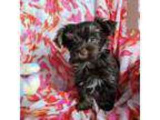 Yorkshire Terrier Puppy for sale in Inman, SC, USA