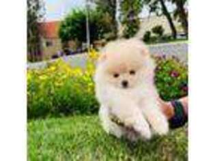 Pomeranian Puppy for sale in Beverly Hills, CA, USA
