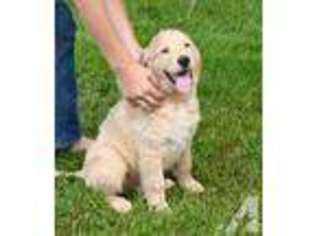 Golden Retriever Puppy for sale in HOWARD CITY, MI, USA
