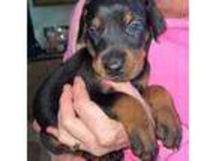Doberman Pinscher Puppy for sale in Fort White, FL, USA