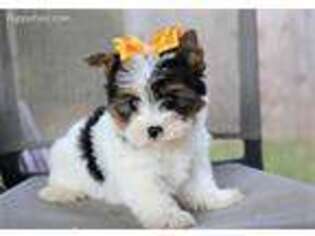 Medium Photo #1 Yorkshire Terrier Puppy For Sale in Ruston, LA, USA