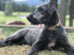 Irish Wolfhound Puppy for sale in Trout Creek, MT, USA