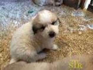 Great Pyrenees Puppy for sale in Yoder, CO, USA