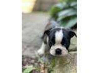 Boston Terrier Puppy for sale in Elkridge, MD, USA
