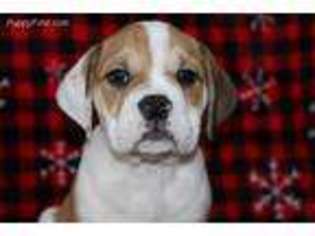 Bulldog Puppy for sale in Wakarusa, IN, USA