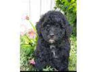 Mutt Puppy for sale in Wallingford, KY, USA