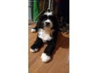 Mutt Puppy for sale in Paris, KY, USA