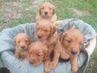 Golden Retriever Puppy for sale in Sagle, ID, USA