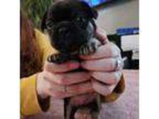 French Bulldog Puppy for sale in Sanford, ME, USA
