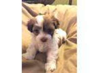 Havanese Puppy for sale in Rootstown, OH, USA