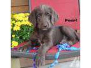 Labradoodle Puppy for sale in LITTLE ROCK, AR, USA